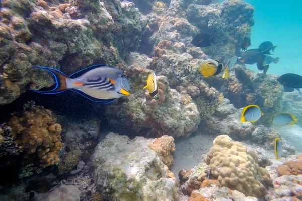 수중에 있는 열대어의 모습 — 스톡 사진