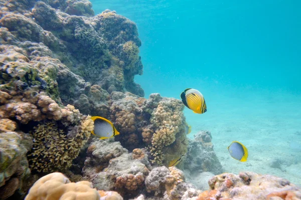 Podwodny obraz tropikalnych ryb — Zdjęcie stockowe