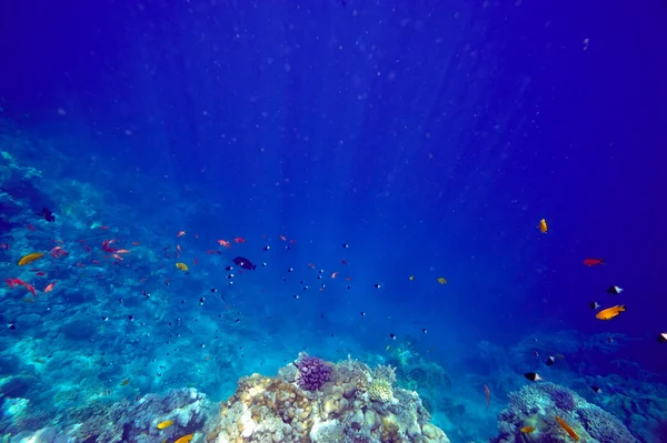 Unterwasserbild tropischer Fische — Stockfoto