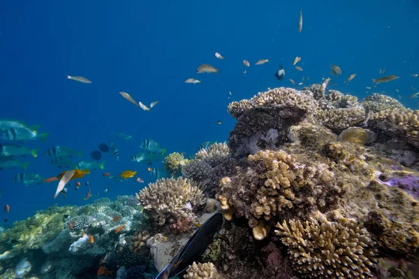 Подводное изображение тропических рыб — стоковое фото