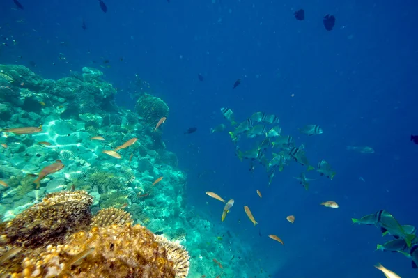 Onderwaterbeeld van tropische vissen — Stockfoto
