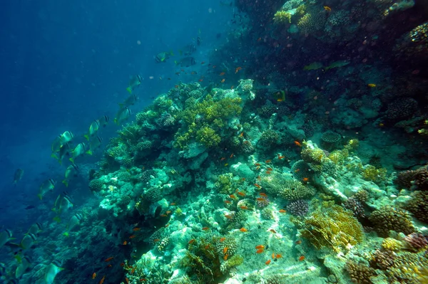Podvodní obraz tropických ryb — Stock fotografie
