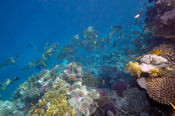 Imagen submarina de peces tropicales —  Fotos de Stock