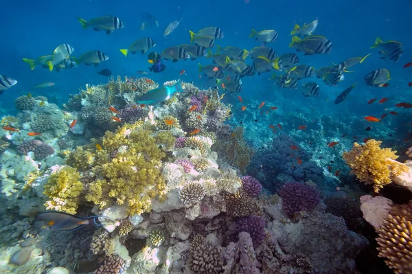 Caribbean reef tropical fishes underwater — Stock Photo © lunamarina ...
