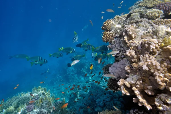 stock image Underwater image of tropical fishes