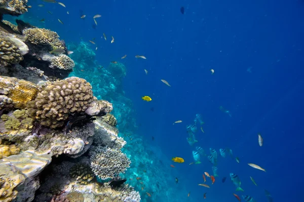 Podwodny obraz tropikalnych ryb — Zdjęcie stockowe