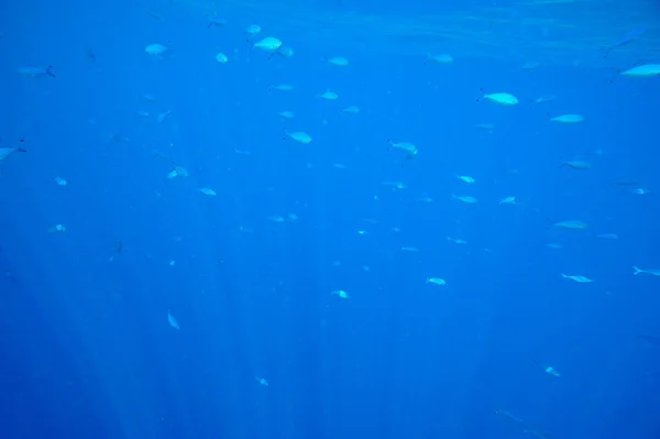 Υποβρύχια εικόνα τροπικών ψαριών — Φωτογραφία Αρχείου