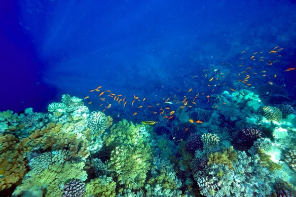 Undervands billede af tropiske fisk - Stock-foto