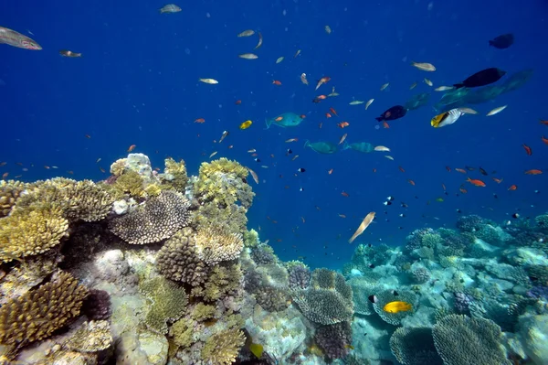 Immagine subacquea di pesci tropicali — Foto Stock