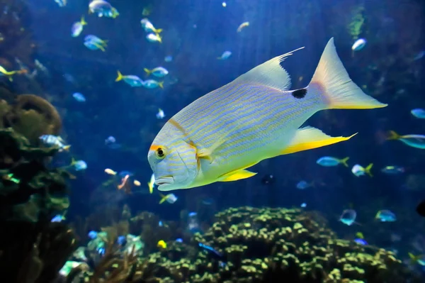 Tropikal balıklar — Stok fotoğraf