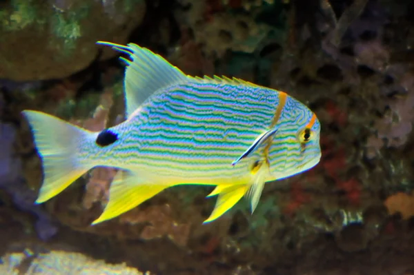 Citra bawah air ikan tropis — Stok Foto