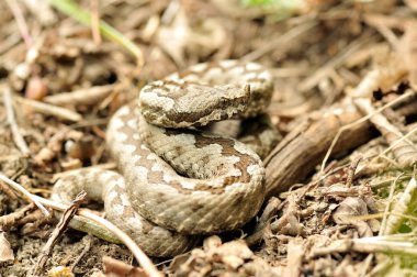 Boynuzlu engerek (vipera ammodytes)