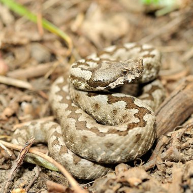 Boynuzlu engerek (vipera ammodytes)