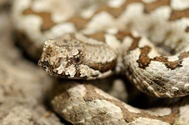 Boynuzlu engerek (vipera ammodytes)