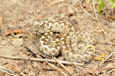 Boynuzlu engerek (vipera ammodytes)