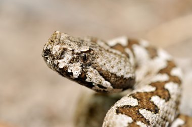 Boynuzlu engerek (vipera ammodytes)