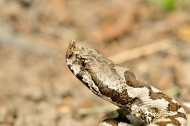 Boynuzlu engerek (vipera ammodytes)