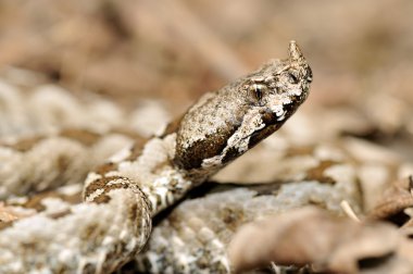 Boynuzlu engerek (vipera ammodytes)