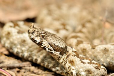 Boynuzlu engerek (vipera ammodytes)