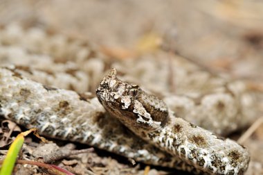 Boynuzlu engerek (vipera ammodytes)