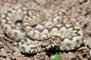 Boynuzlu engerek (vipera ammodytes)