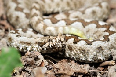 Boynuzlu engerek (vipera ammodytes)