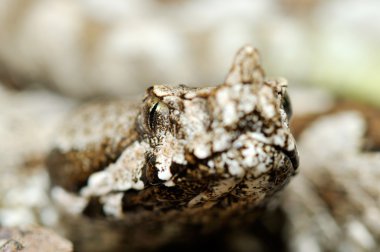 Boynuzlu engerek (vipera ammodytes)