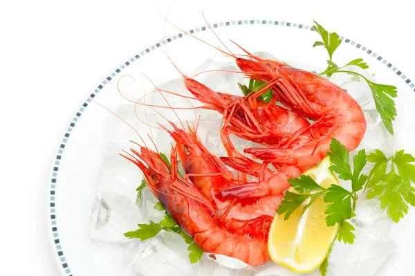 Stock image Fresh shrimps