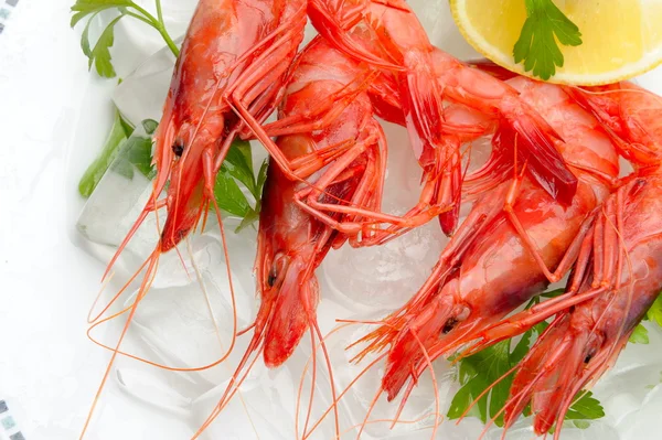 stock image Fresh shrimps