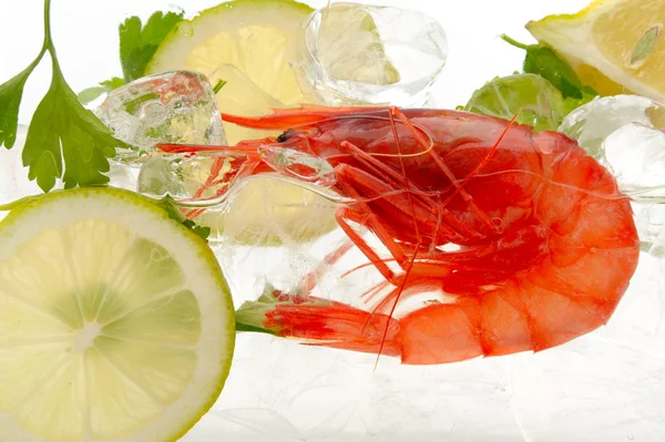 stock image Shrimps with lemon and ice