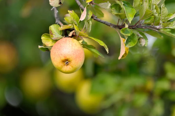 Manzanas en rama —  Fotos de Stock