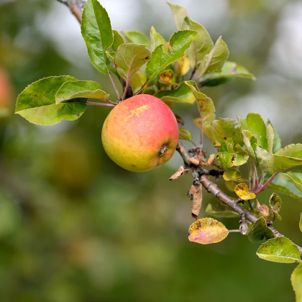 Appels op tak — Stockfoto