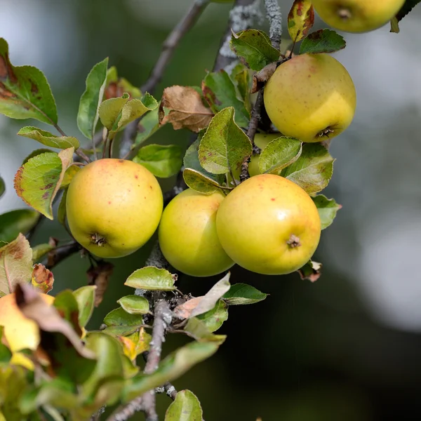Æbler på gren - Stock-foto