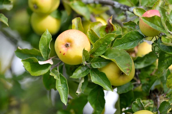 Pommes sur branche — Photo