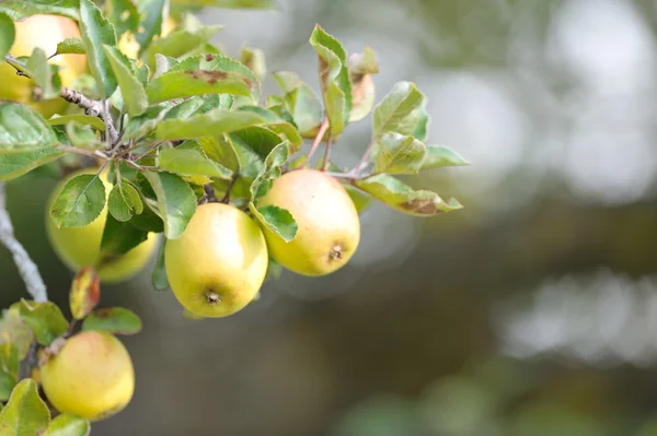 Äpplen på gren — Stockfoto