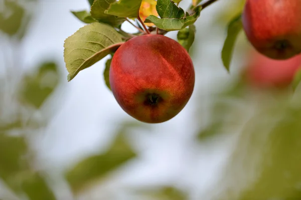 Appels op tak — Stockfoto