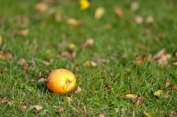 Pommes sur branche — Photo