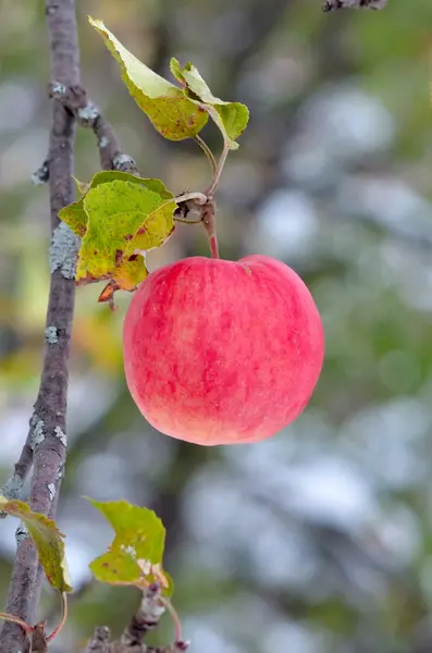 Äpfel im Baum — Stockfoto