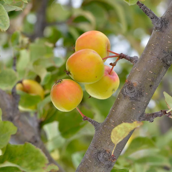 Manzanas en el árbol —  Fotos de Stock