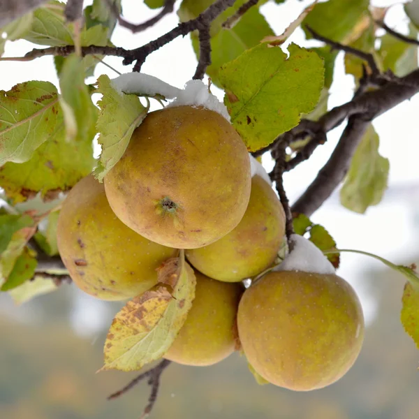 Manzanas en el árbol —  Fotos de Stock