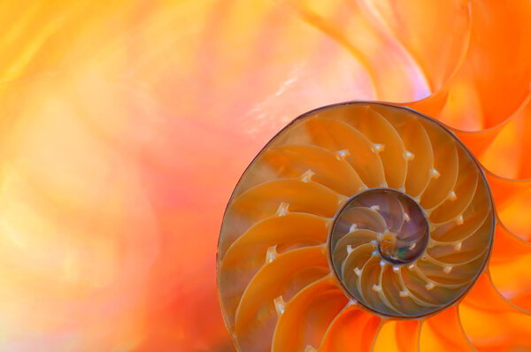 Nautilus shell section
