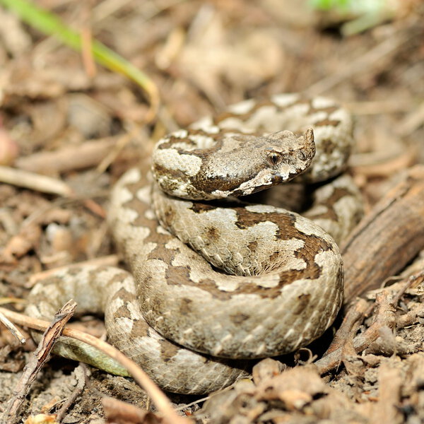 Рогатая гадюка (Vipera ammodytes)
)