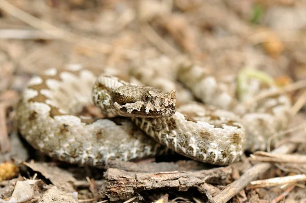 Szarvas vipera (vipera ammodytes) — Stock Fotó