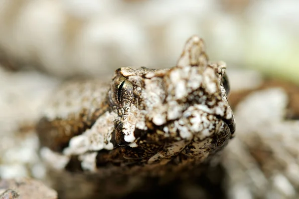 Viper de cuernos (Vipera ammodytes ) — Foto de Stock