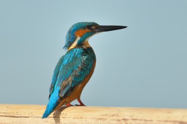 Kingfisher (Alcedo burada)