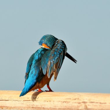 Kingfisher (Alcedo burada)