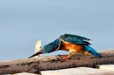 Kingfisher (Alcedo burada)