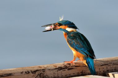 Kingfisher (Alcedo burada)