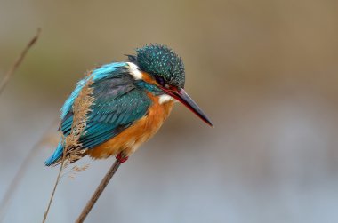 Kingfisher (Alcedo burada)