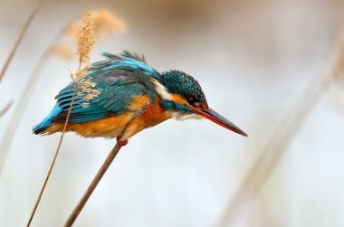 Kingfisher (Alcedo burada)